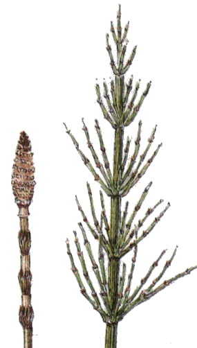 Heermoes (Equisetum arvense)